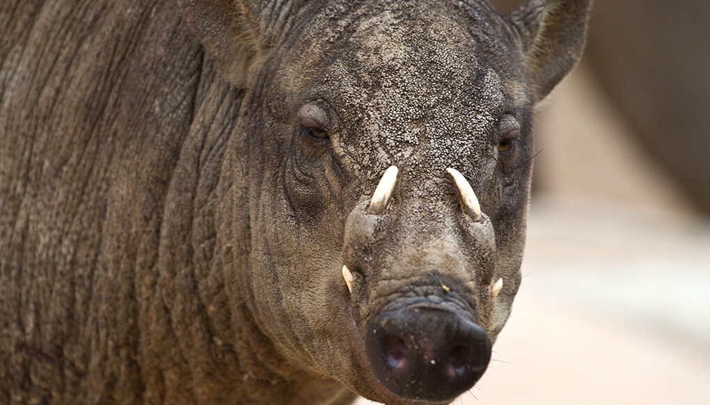 Babirusa | San Diego Zoo Wildlife Explorers