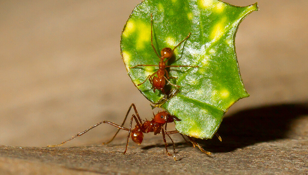 A pair of leafcutter ants carrying a piece of leaf.