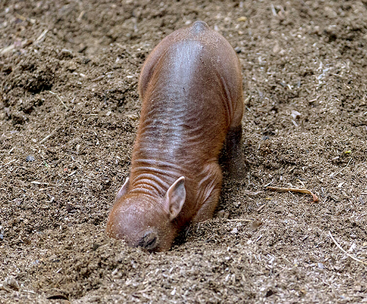 Babirusa piglet rooting through dirt.