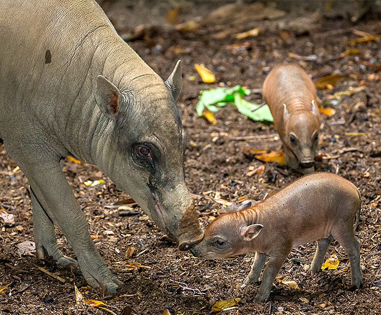 Babirusa mother with two piglets.