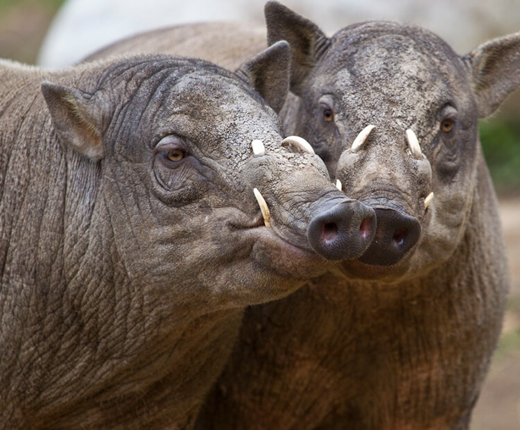 A pair of babirusa with faces pressed together.