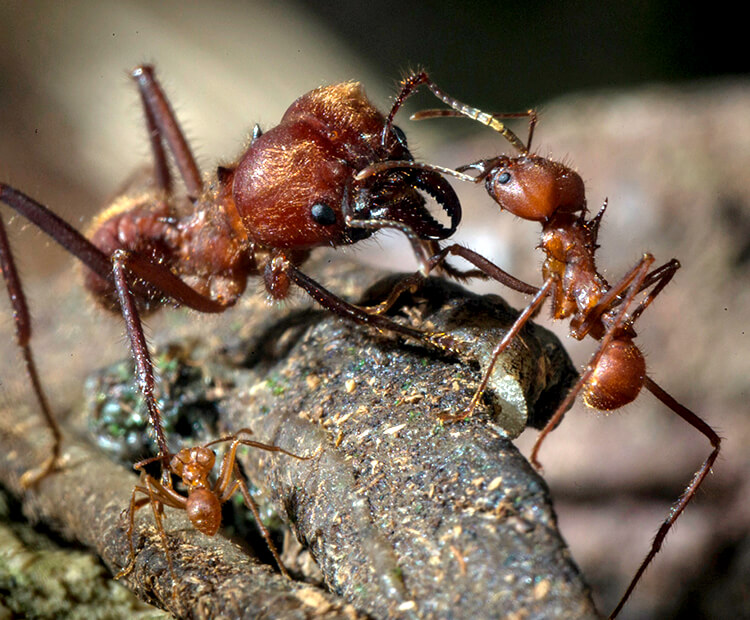 leaf cutter ants nest