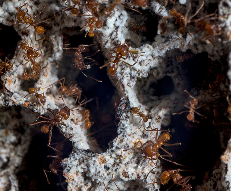 Leafcutter ants crawling around their fungus farm.