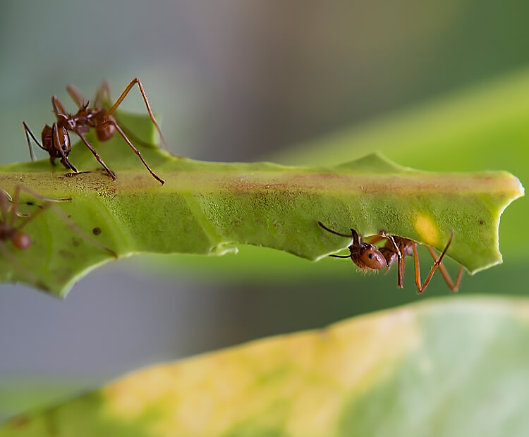 Leafcutter ants dismantling a leaf.