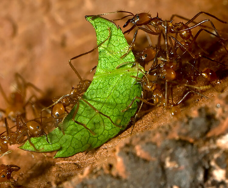Leafcutter ants working together.
