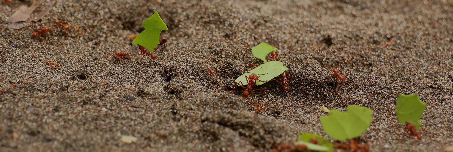 Leafcutter ants carrying leaves across brown dirt.