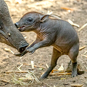 Babirusa piglet standing on its two hind legs.