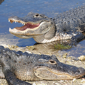 Alligators resting on a riverbank.