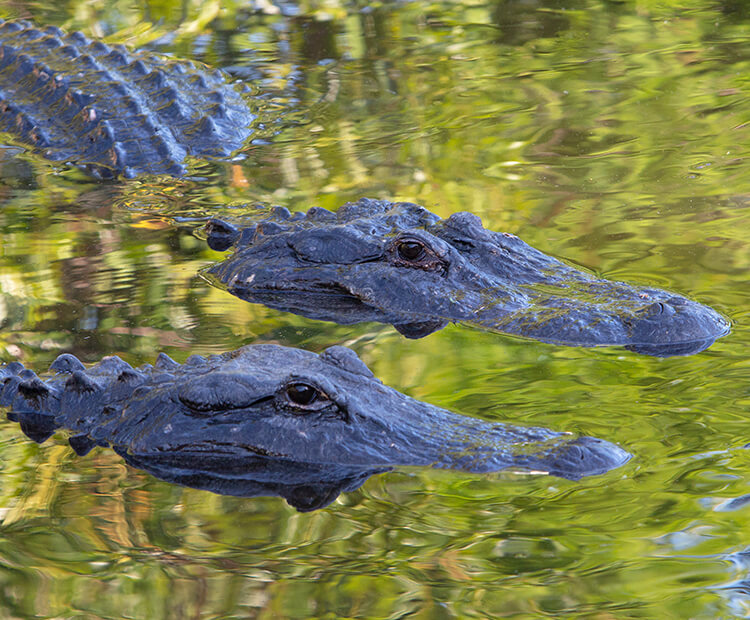 blue alligators