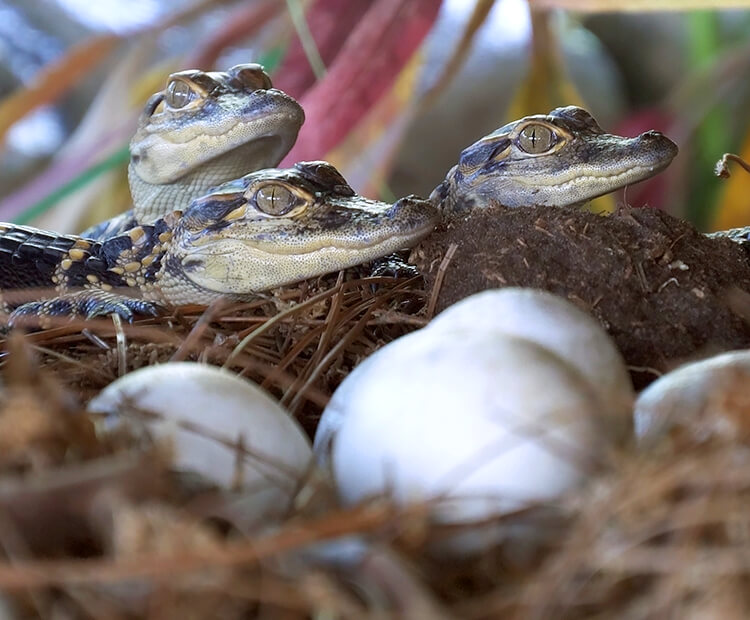 Hatchlings at their nest next to unhatched eggs.
