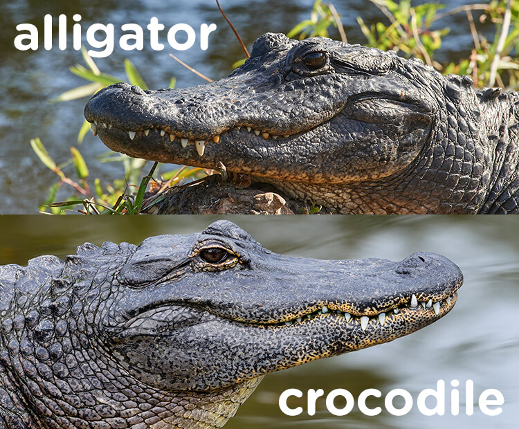 American alligator compared to a crocodile.