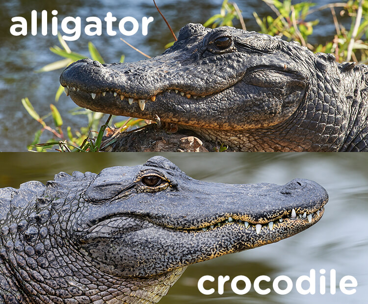 What Do Alligators Eat?  American Alligator & Chinese Alligator Diet