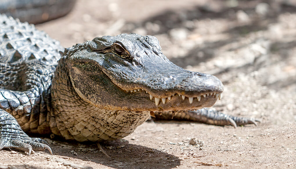 American Alligator San Diego Zoo Wildlife Explorers