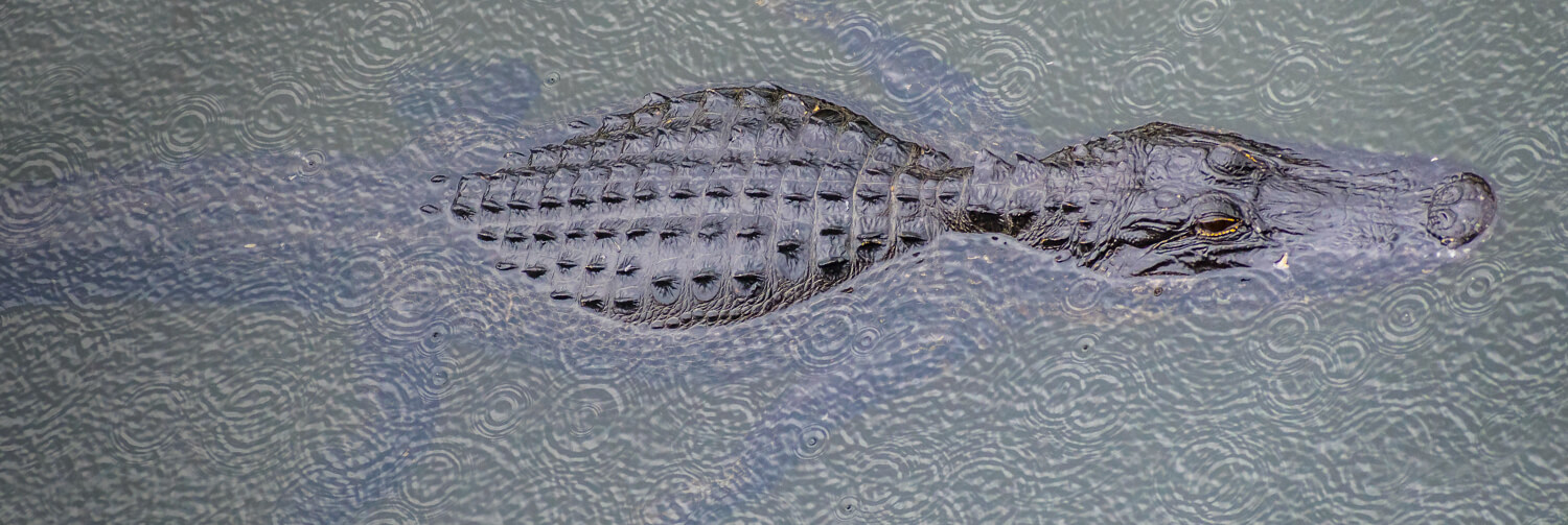 American alligator swimming through rippled water.
