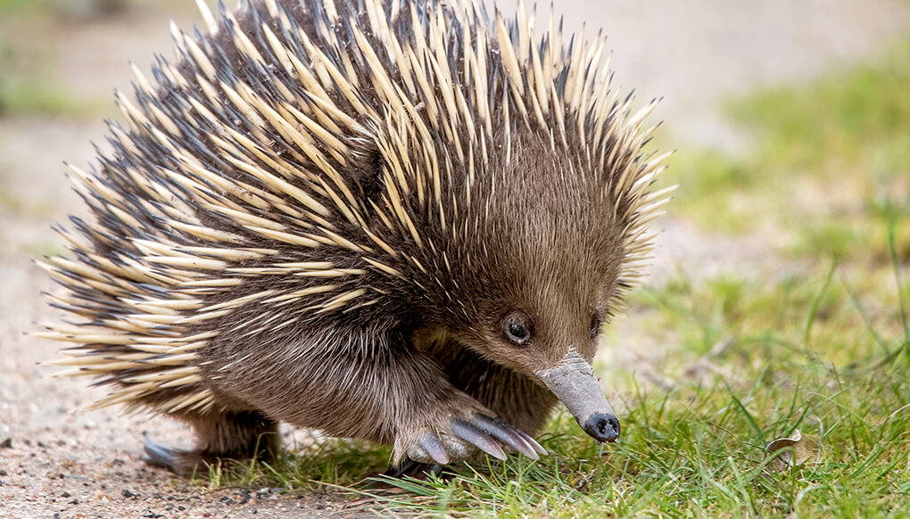 Australian echidna walking down a dirt path.