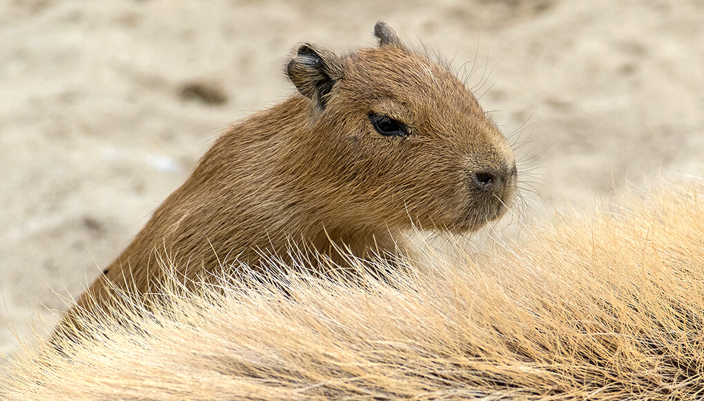 Baby capybara climbing on mother's back.