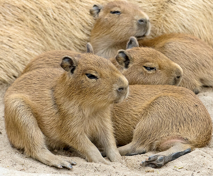 Capybara babies cuddled up next to mom.