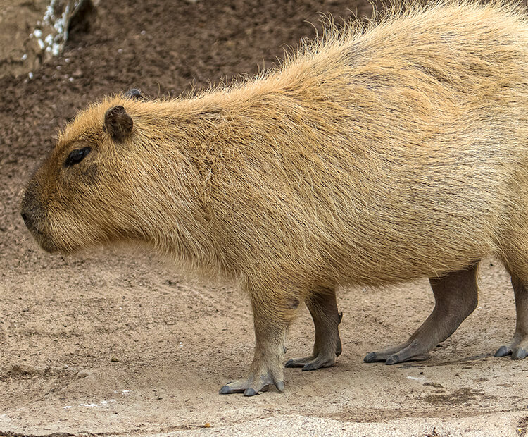 Capybara  San Diego Zoo Animals & Plants