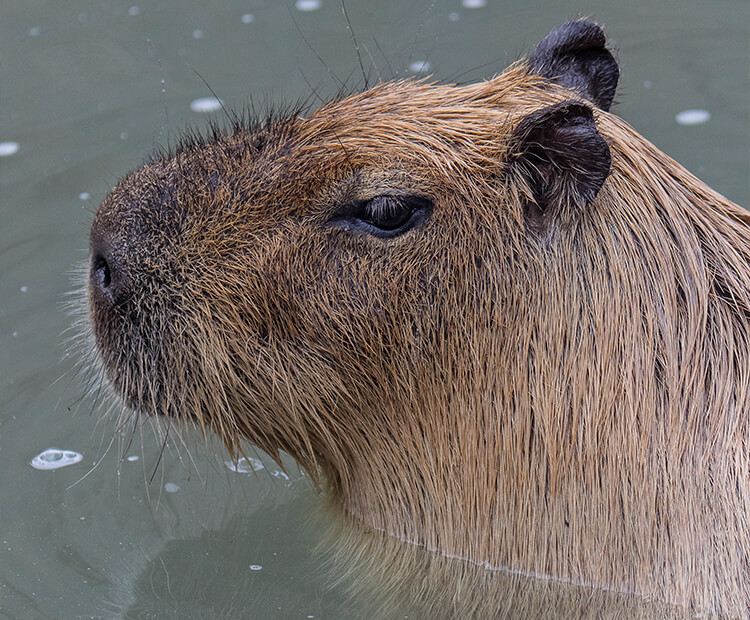 Capybara guide: how to identify, what they eat, where they live and why  they're good swimmers - Discover Wildlife