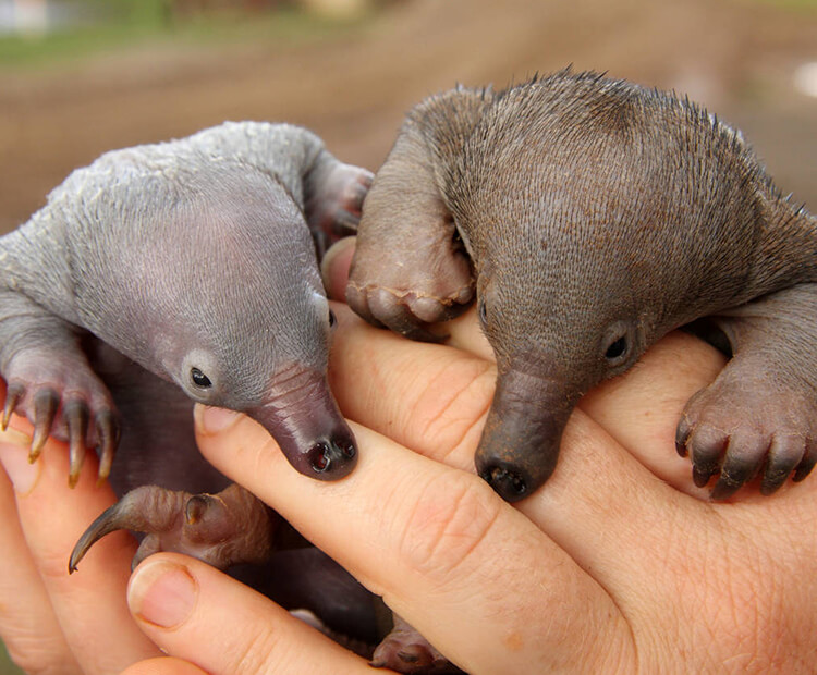 A pair of echidna babies held by a keeper.
