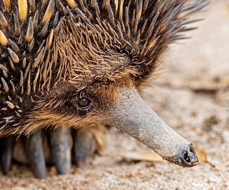 Close-up of an echidna's face and beak.