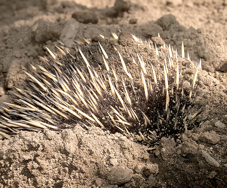Echidna digging in dirt, with only its spines showing.