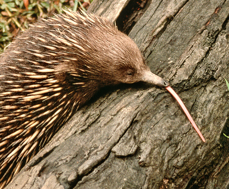 Echidna sticking its long tongue out.