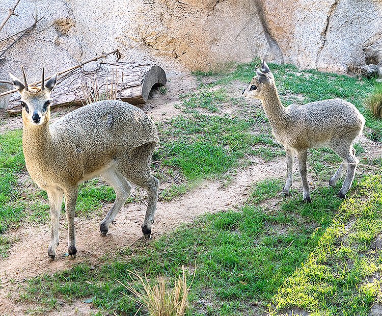Klipspringer Ajani with mom in foreground.