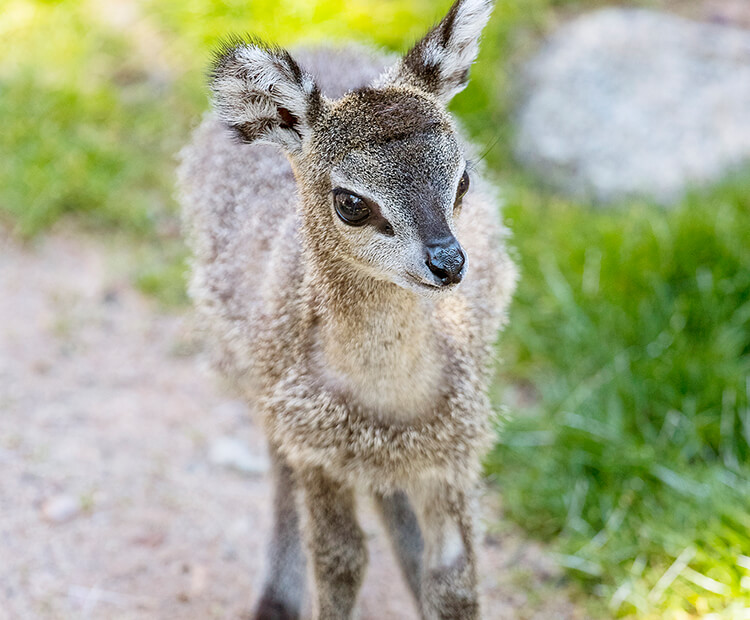 Welcome, Ajani! | San Diego Zoo Wildlife Explorers