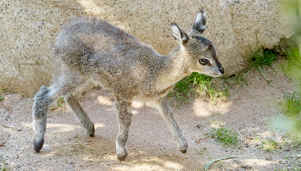 Ajani the klipspringer