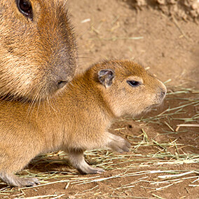 Tiny new capybara baby taking its first steps near mom.