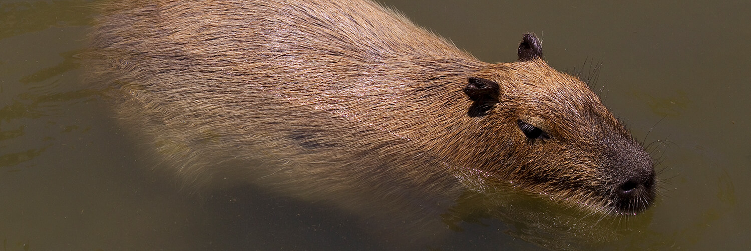 Capybara swimming in pool of water.