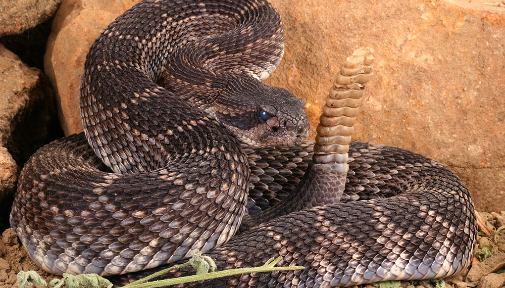 Rattlesnake wit rattle raised