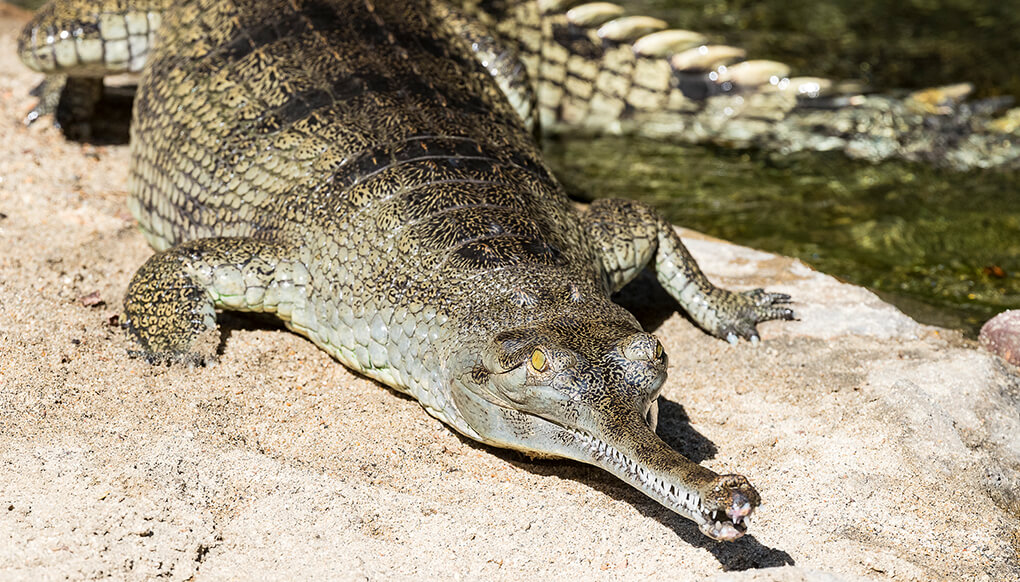 Gharial laying on sandy river bank.