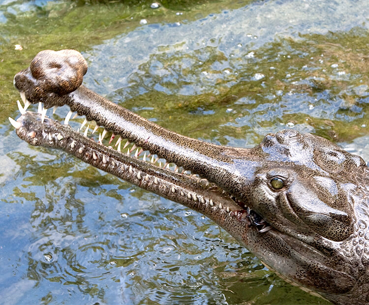 Male gharial with large nose bump.
