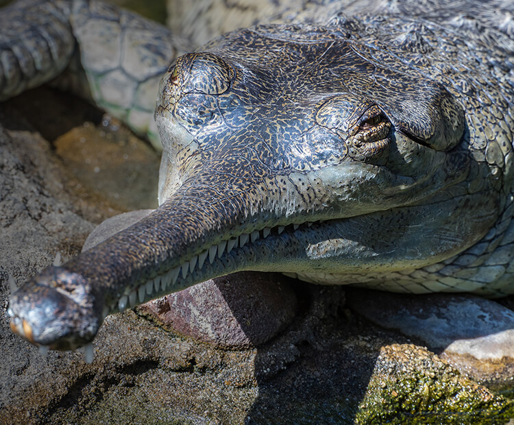 Gharial resting on rock.