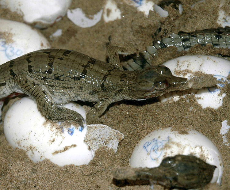 Gharial babies hatching from their eggs.