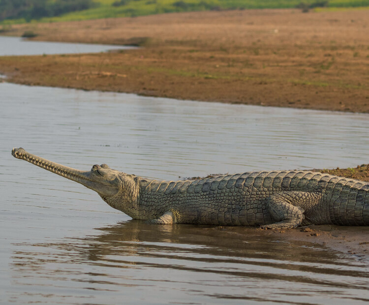 Some Crocodiles and Gharials in Nepal Have Suddenly Turned Orange! Here's  Why