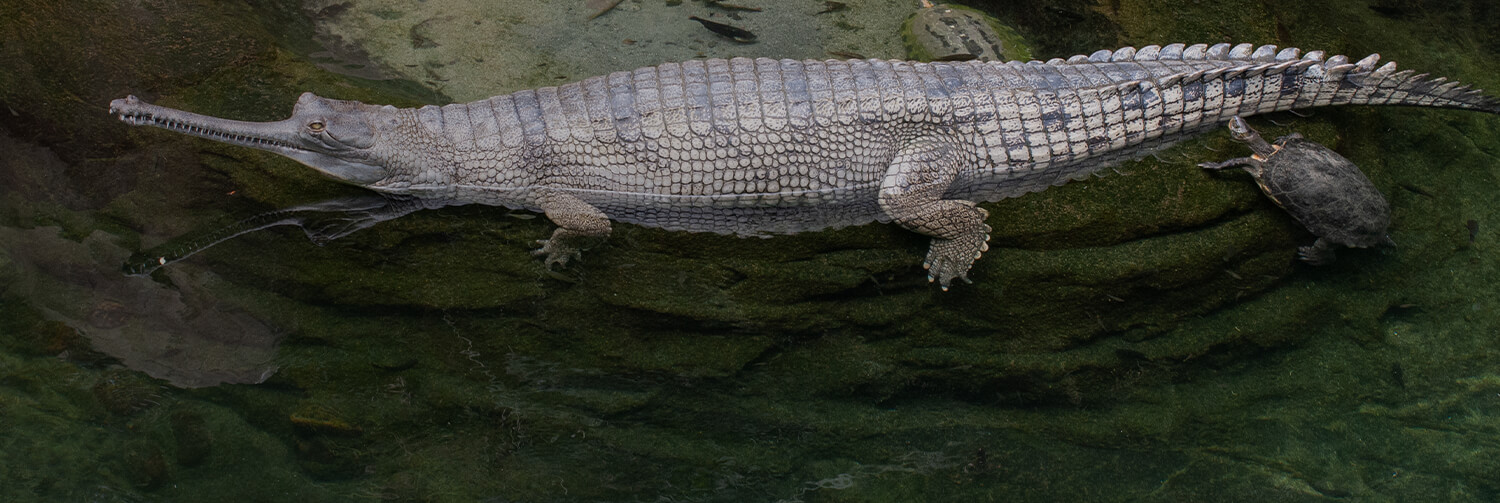 Gharial in exhibit with turtle near its tail.