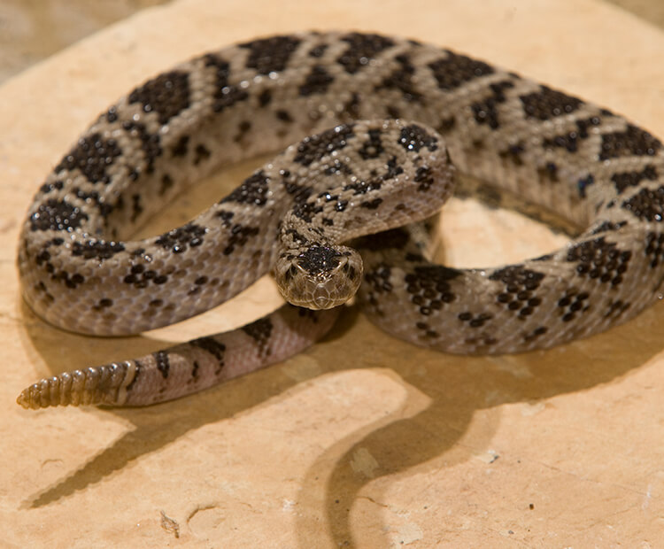 Rattlesnake coiled in a defensive pose.
