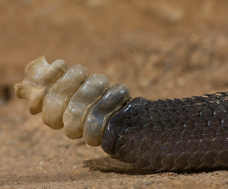Close-up of a rattlesnake's rattle.