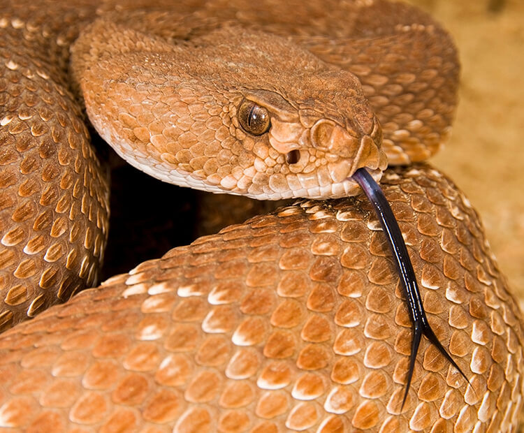 Rattlesnake with tongue flicked out.