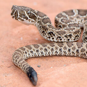 Baby rattlesnake