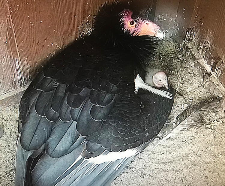 Parent condor with baby chick.