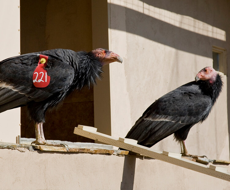 California condor condor-minium