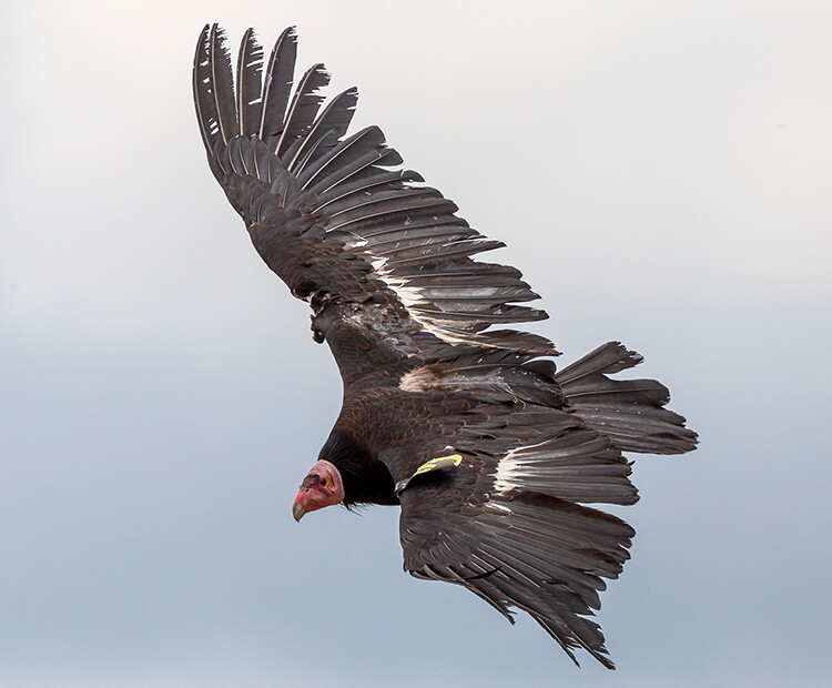 California condor flying in a cloudy sky.