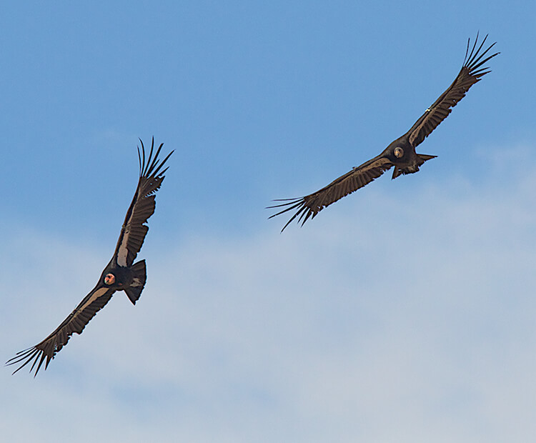 A pair of California condors flying free.