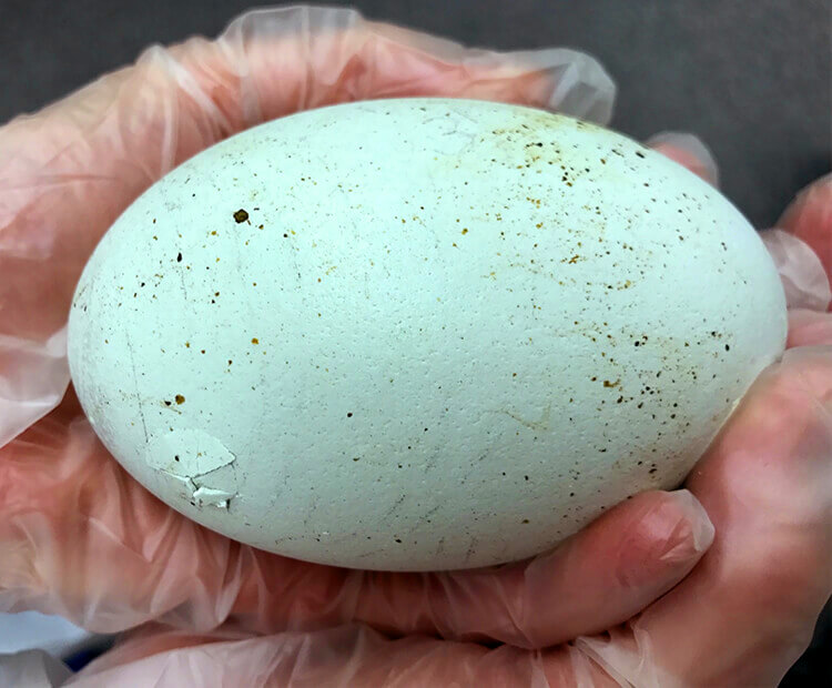 budgies hatching time