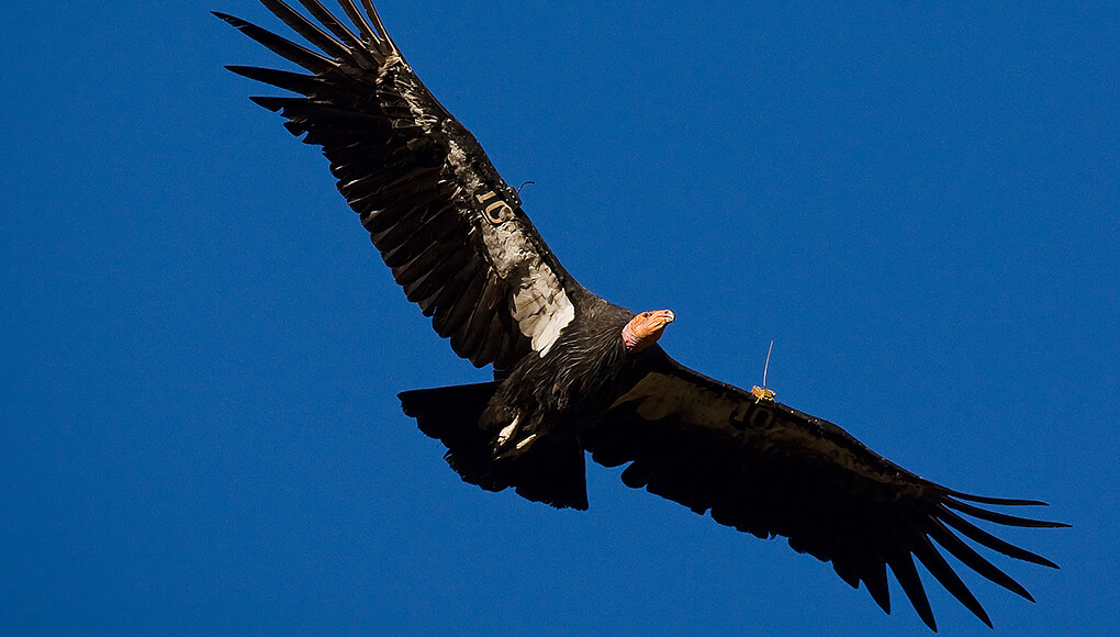 California condor soaring in blue skies.