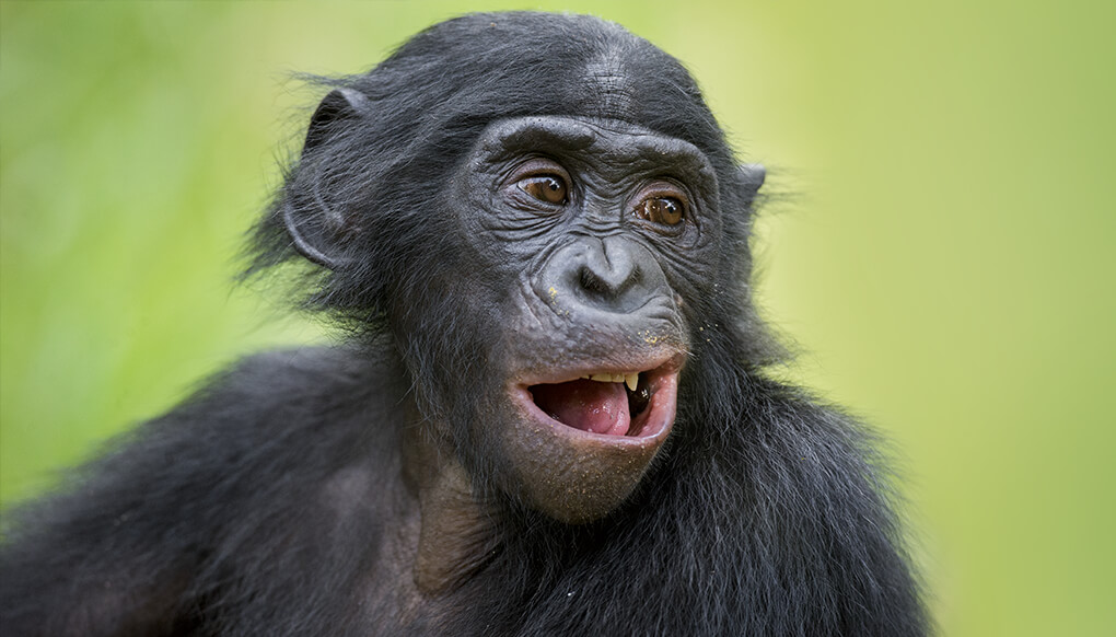 bonobo looking right.
